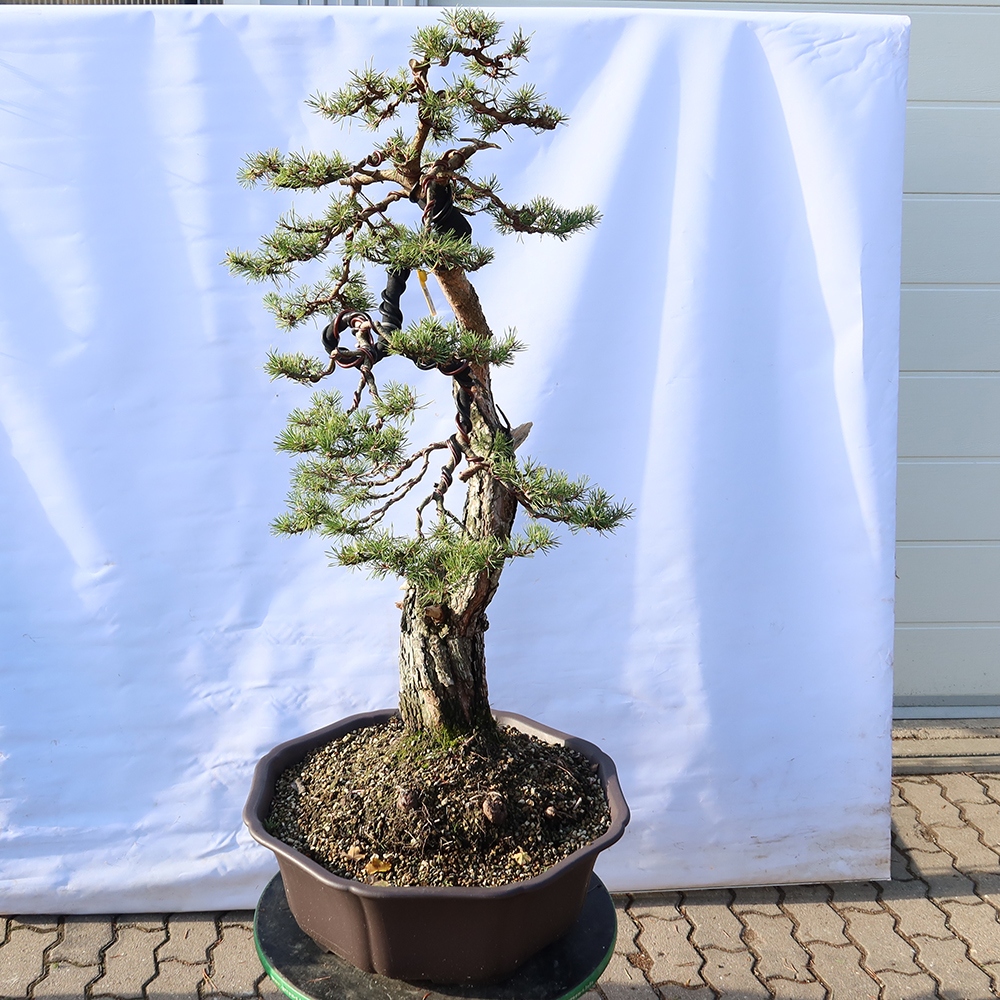 Pinus sylvestris Španielsko – borovica lesná
