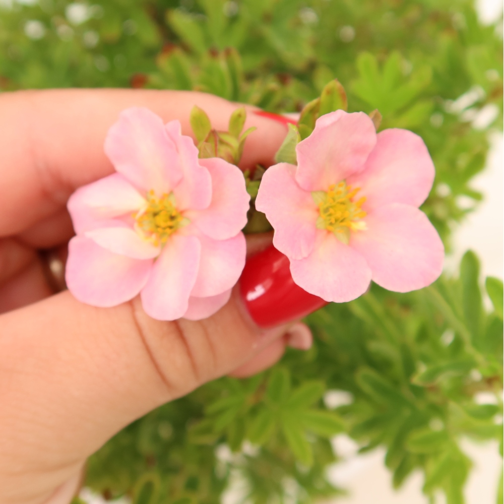 Vonkajší bonsai – kríkovitá mochna – Potentila fruticosa Bellissima