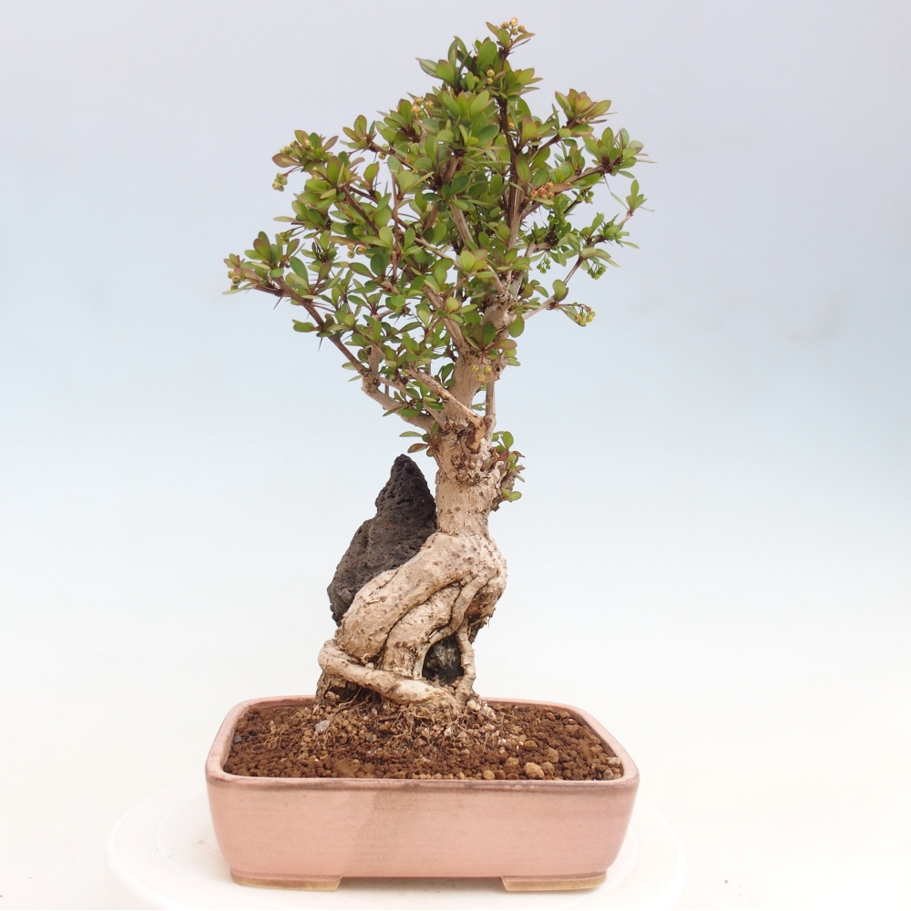 Vonkajšie bonsaje - Berberis coreana