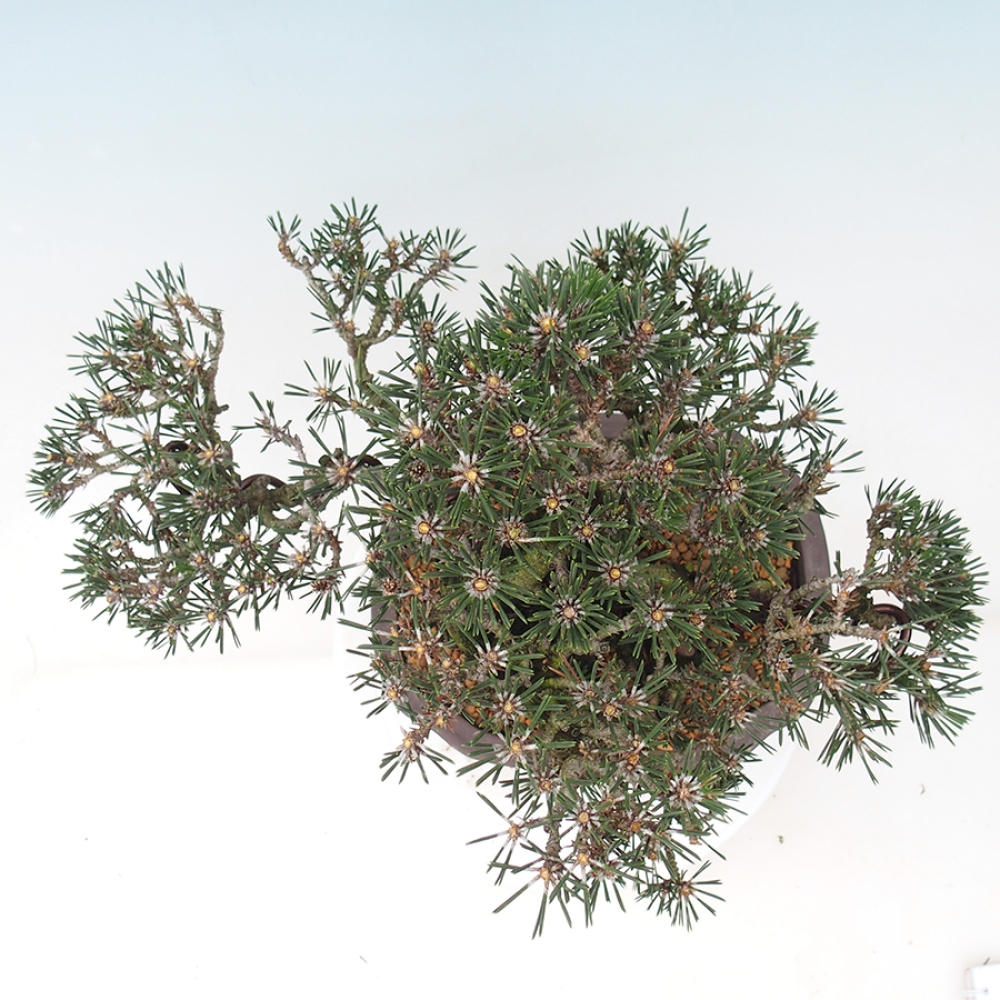 Vonkajšia bonsaj - Pinus thunbergii Kotobuki - borovica Thunbergova