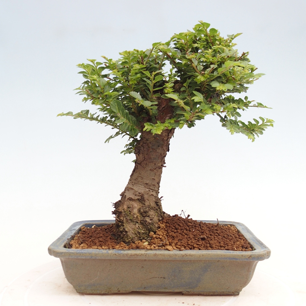 Vonkajší bonsai - Ulmus parvifolia Hokkaido - brest Činski