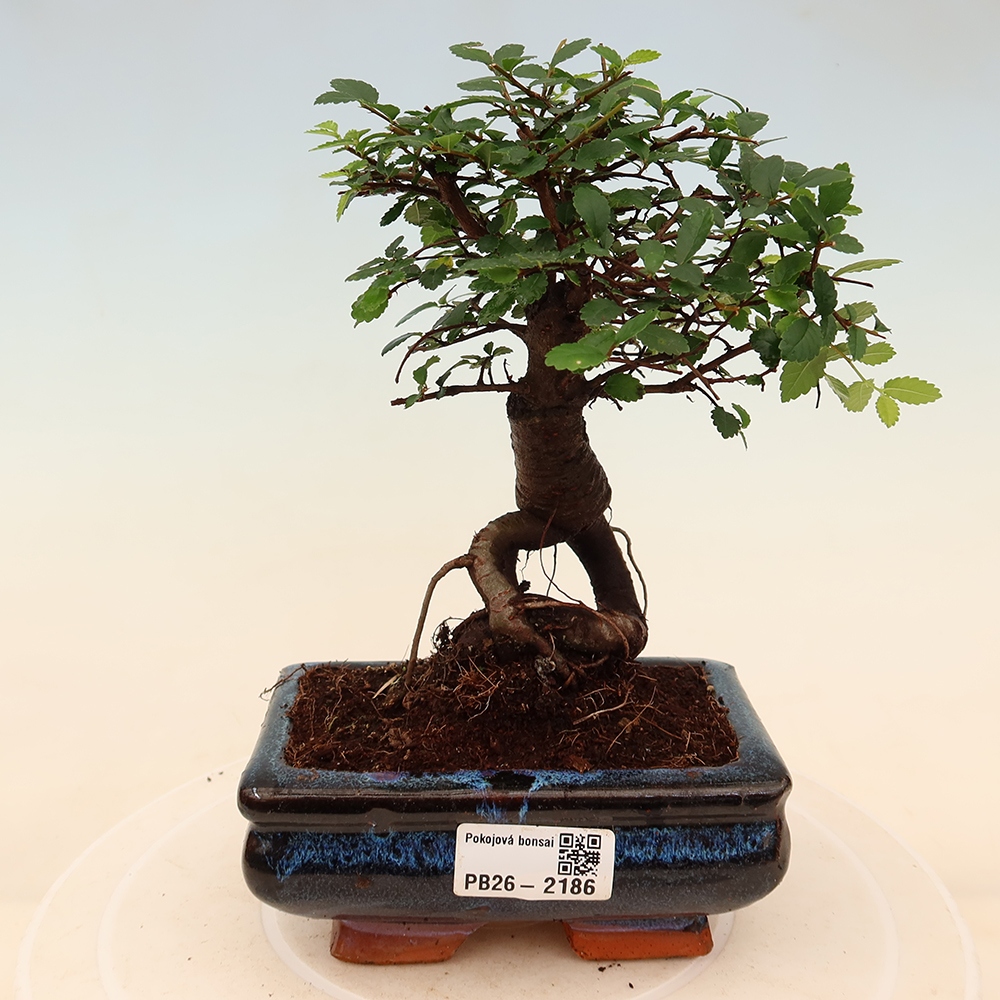 Izbový bonsaj - Ulmus parvifolia - brest malolistý