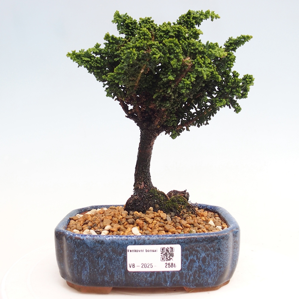 Vonkajšie bonsai - Cham. obtusa SEKKA HINOKI - Cyprus