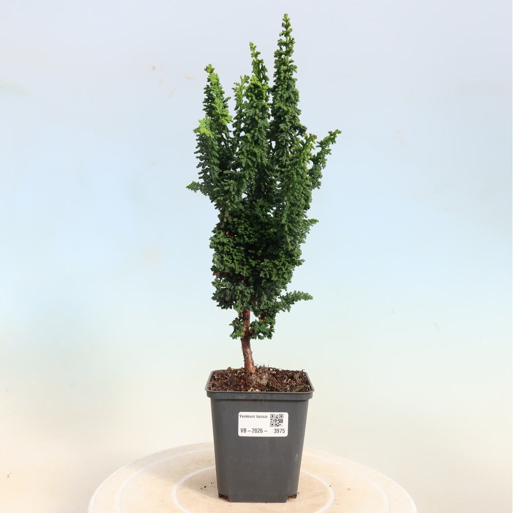 Vonkajší bonsaj - Cham. obtusa SEKKA HINOKI - Cypruštek