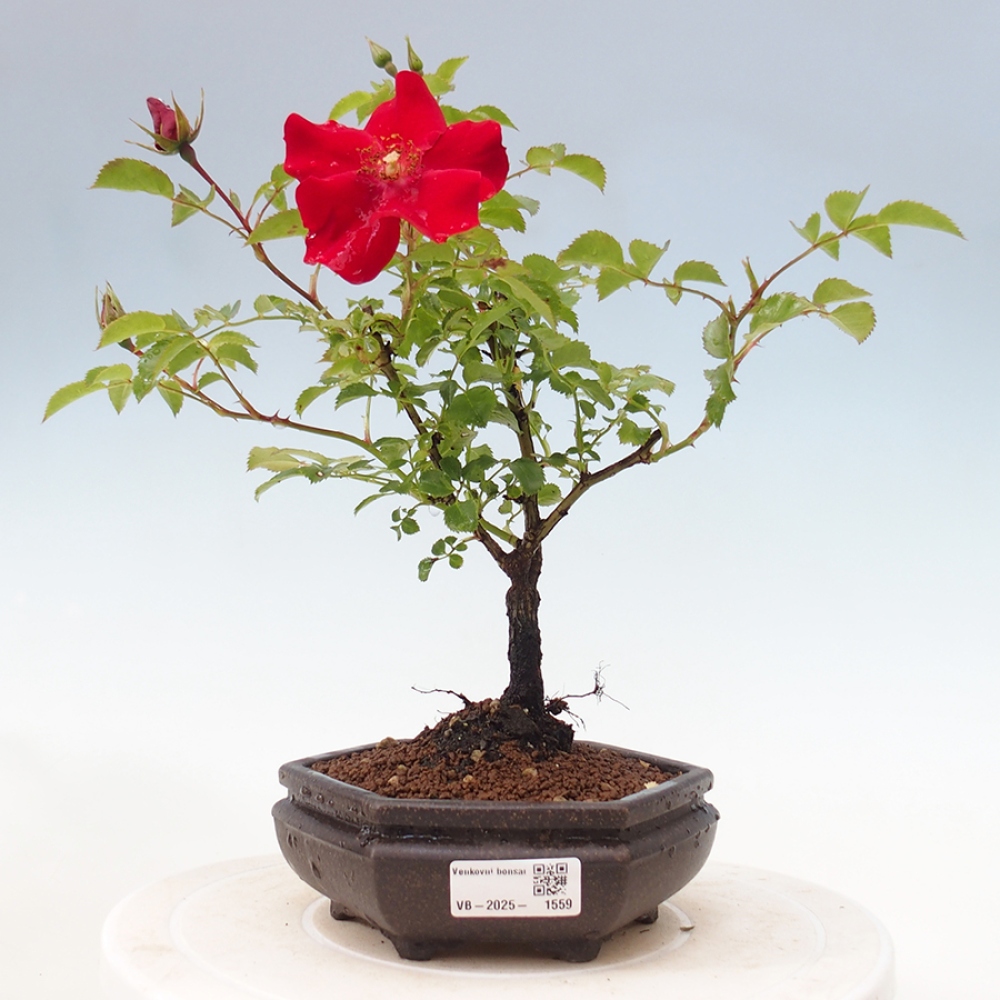 Vonkajší bonsai - Rosa Kordes - ruža