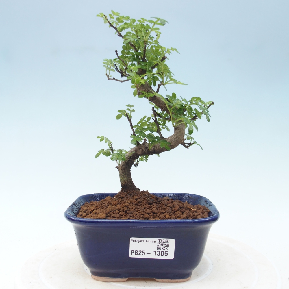 Izbová bonsai - Zantoxylum piperitum - piepor
