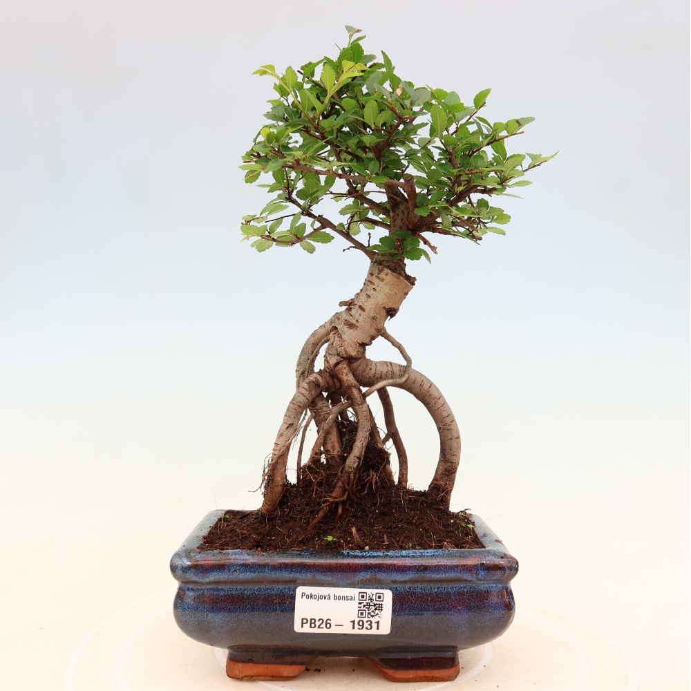 Izbový bonsaj - Ulmus parvifolia - brest malolistý