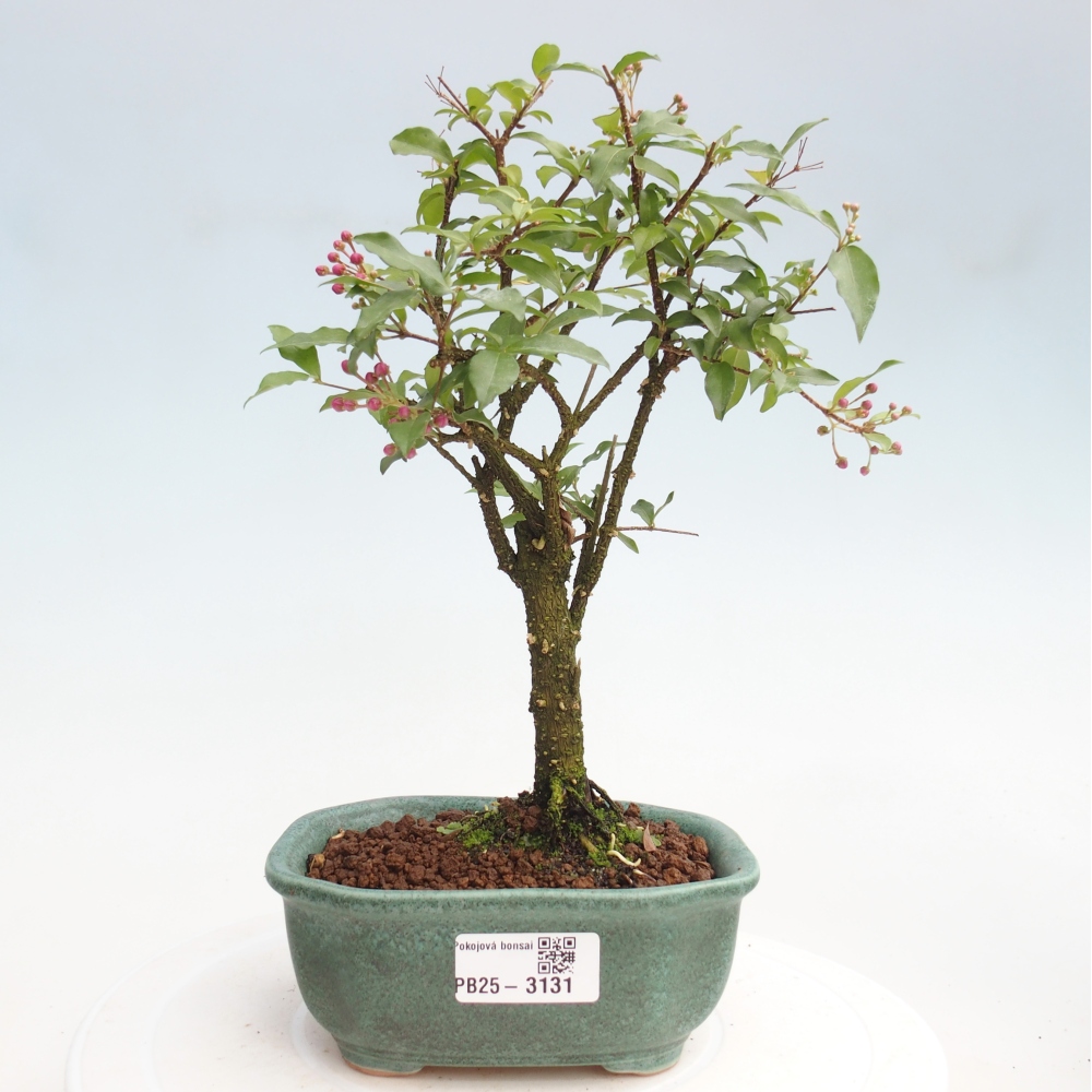 Izbová bonsai - Malpighia coccigera- Barbdorská čerešňa