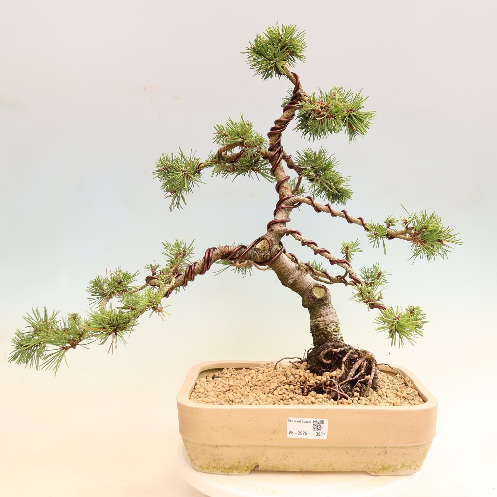 Vonkajšie bonsaje – Pinus mugo Humpy – borovica krivá
