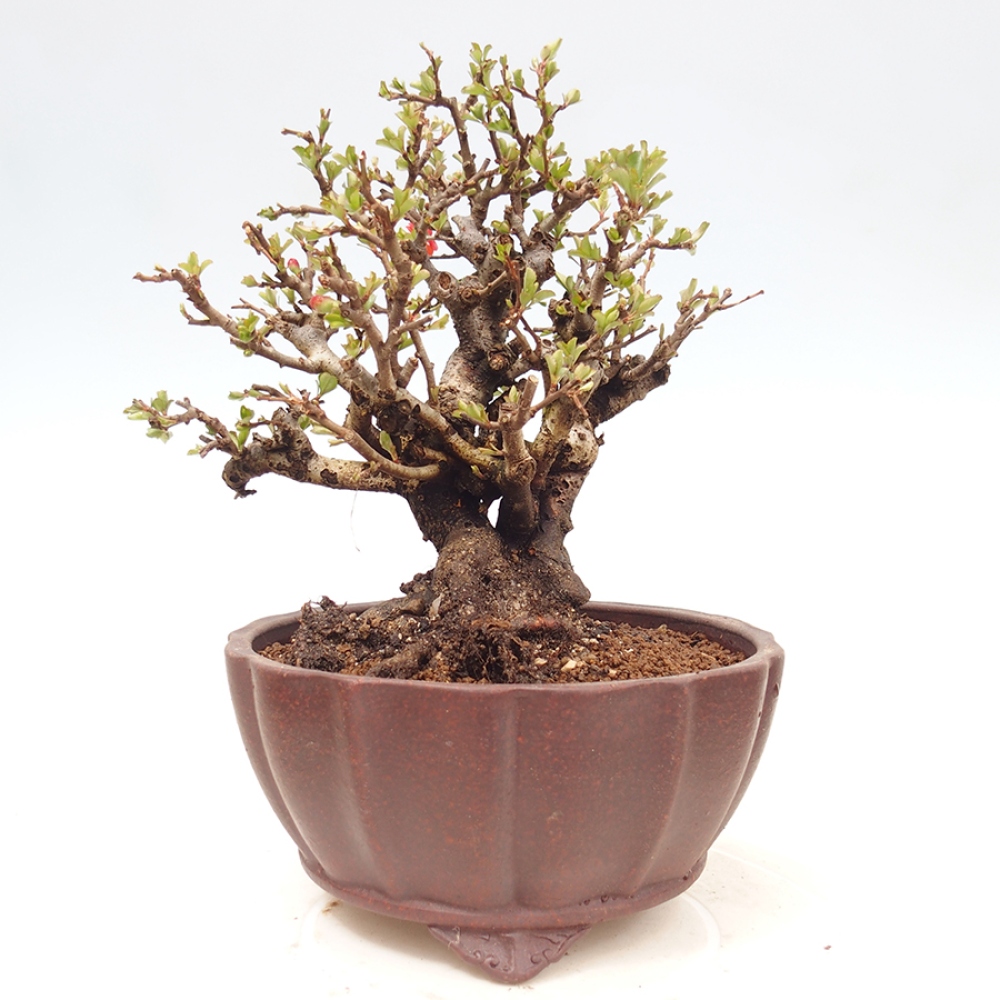 Vonkajšie bonsaje - Chaneomeles speciosa - Kdoule