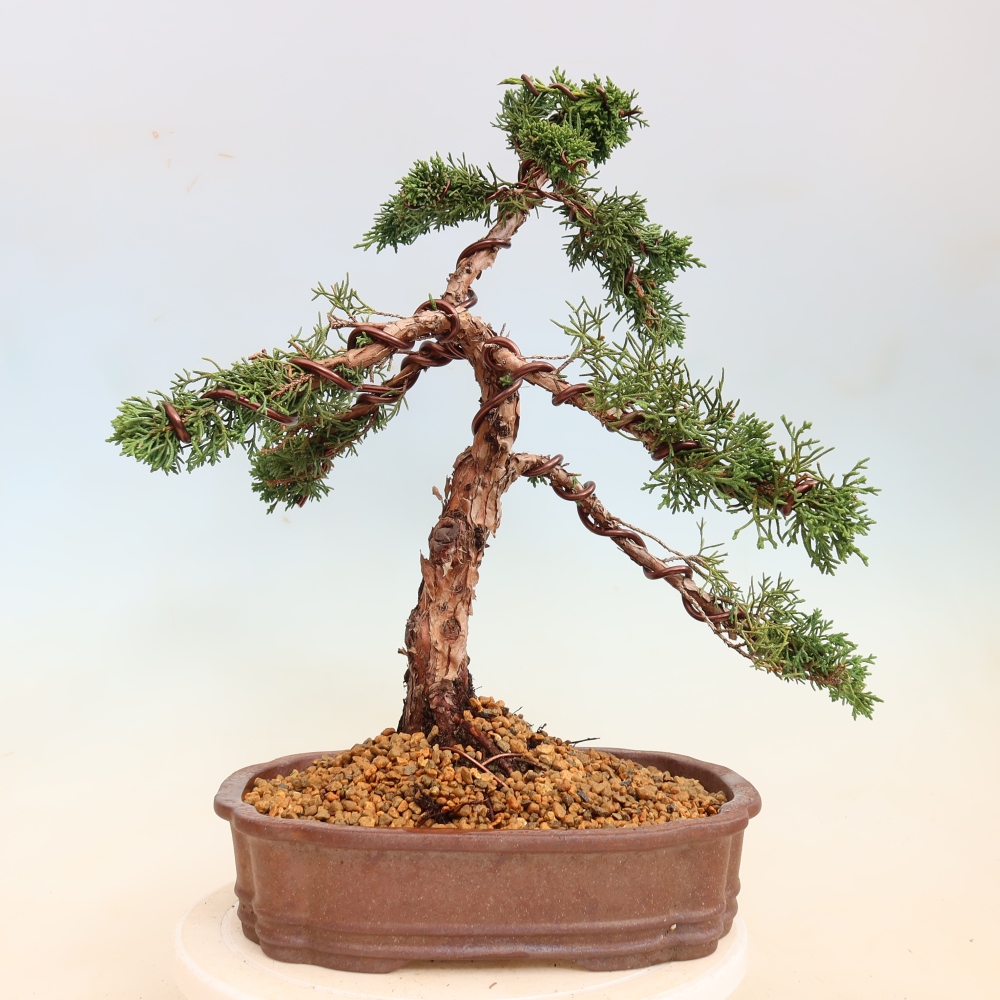 Vonkajší bonsaj - Juniperus chinensis Kishu