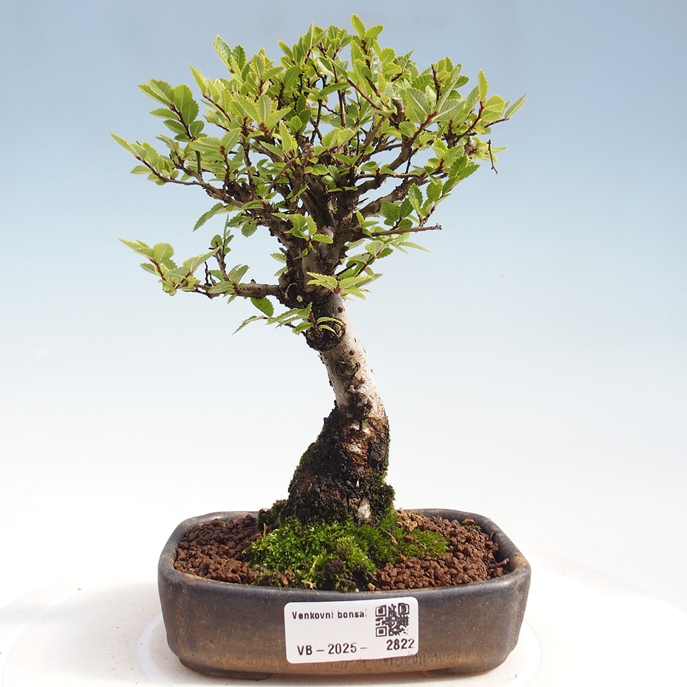 Vonkajšie bonsai - Zelkova - Zelkova Nirom