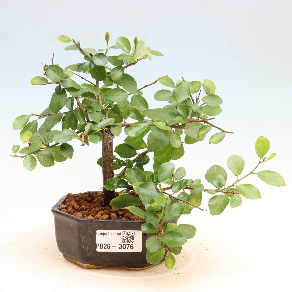 Izba bonsai – Grewia occidentalis – Levanduľová hviezdica