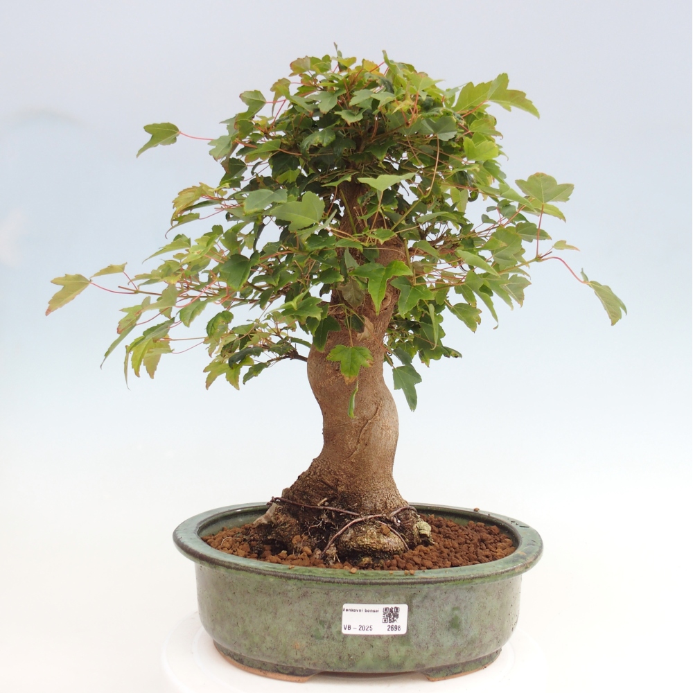 Vonkajšie bonsai - Javor Buergerianum - Javor Burgerův