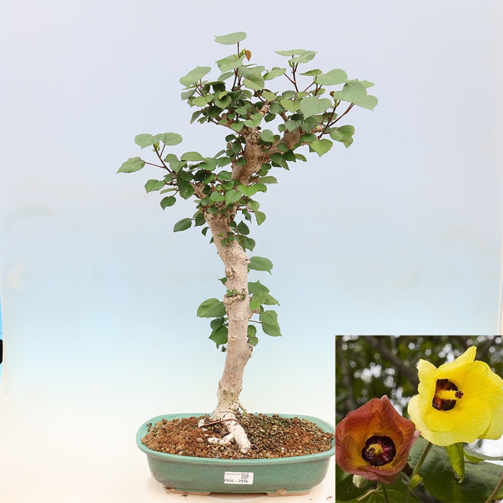 Izbový bonsaj - Hibiscus tiliaceus - Ibišek morský
