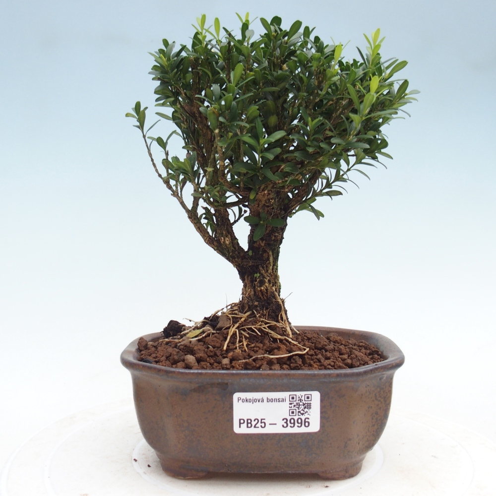 Izbová bonsai - Buxus harlandii - korkový buxus