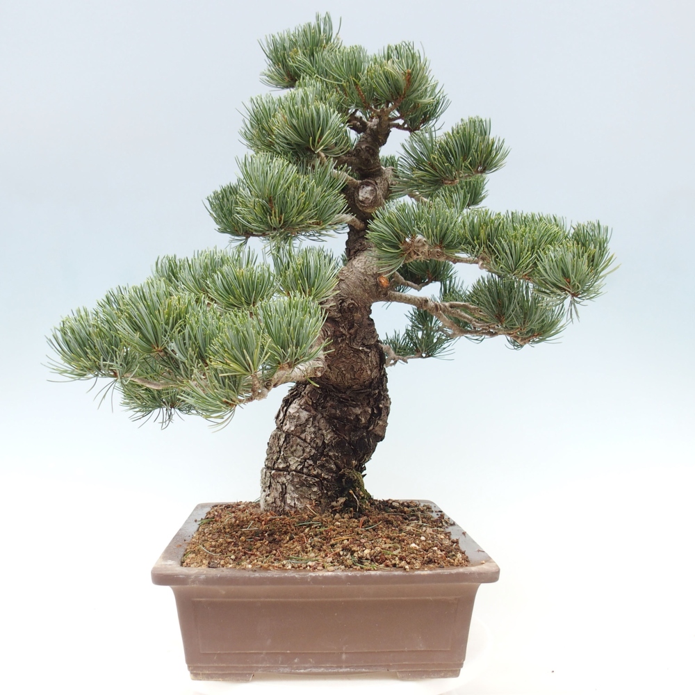 Vonkajšie bonsai - Pinus parviflora - Borovica drobnokvetá