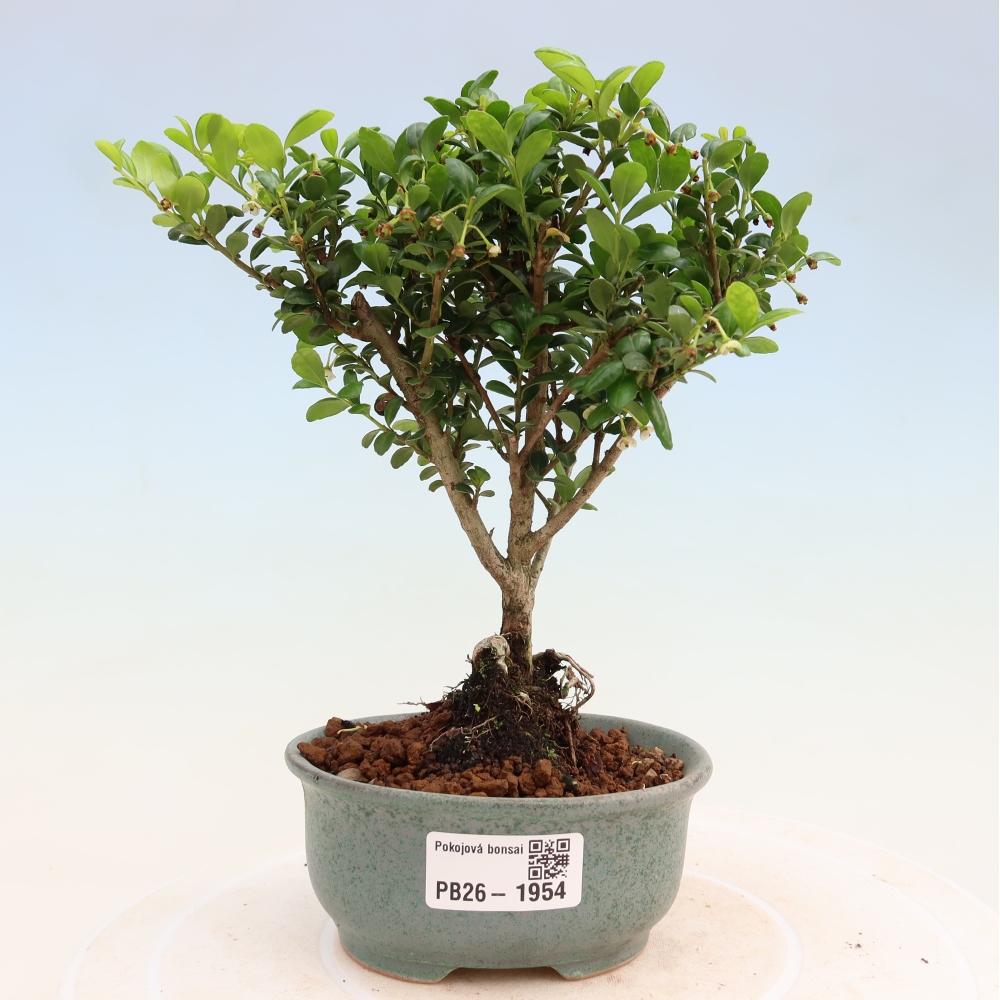 Izbový bonsaj - Ilex crenata - Cesmína