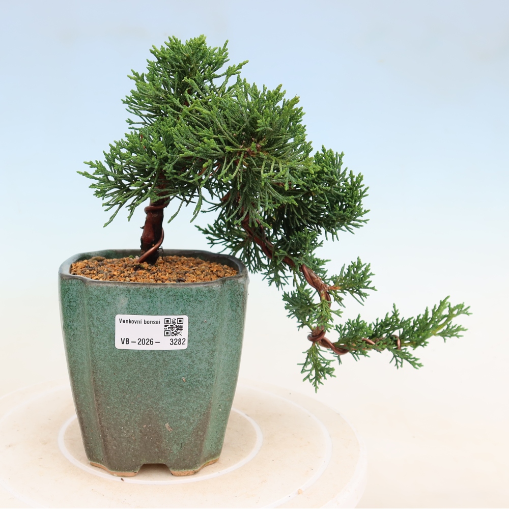 Vonkajší bonsaj - Juniperus chinensis Kishu