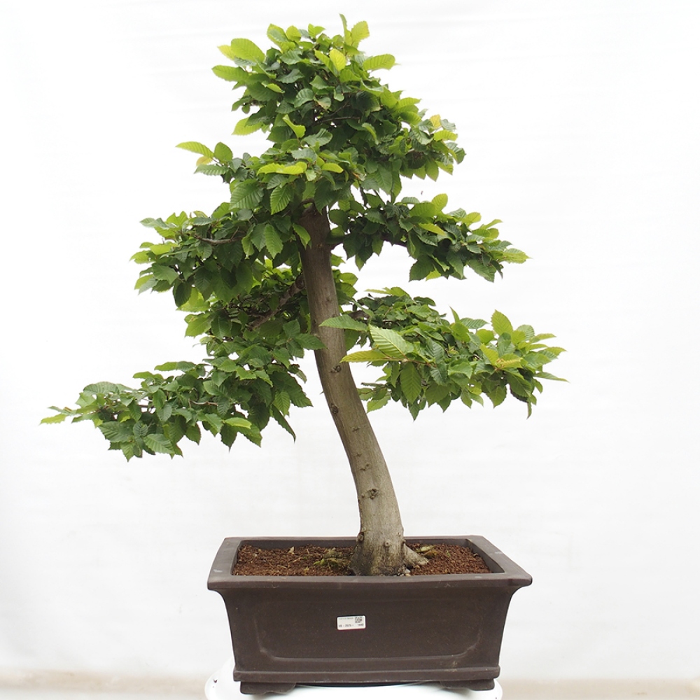 Vonkajší bonsai - Hrab obyčajný - Carpinus betulus