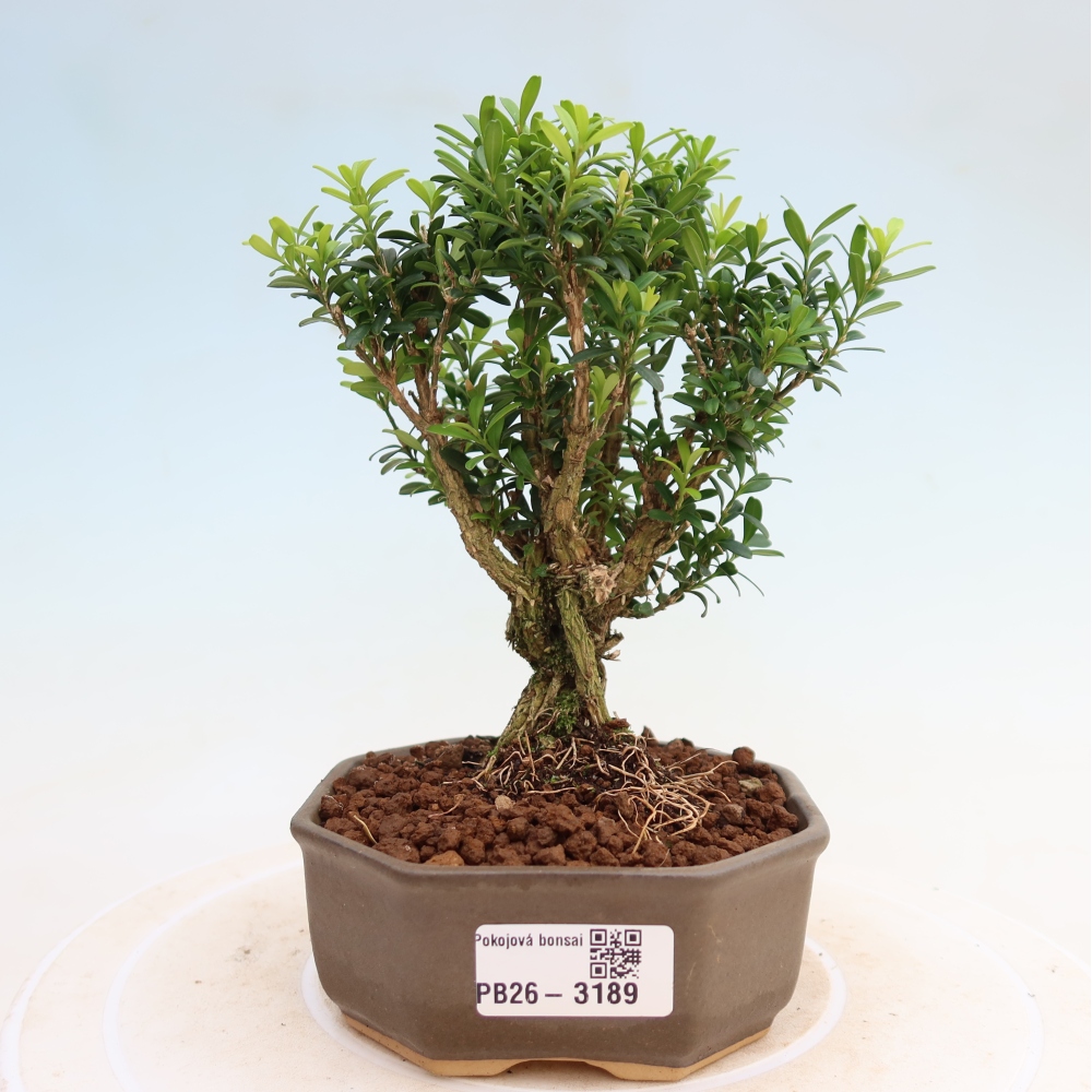 Izbové bonsaje - Buxus harlandii - korkový buxus