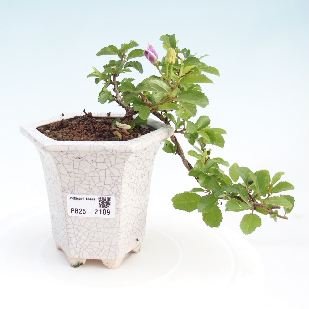 Izbová bonsai - Grewia occidentalis - Hviezdica levanduľová