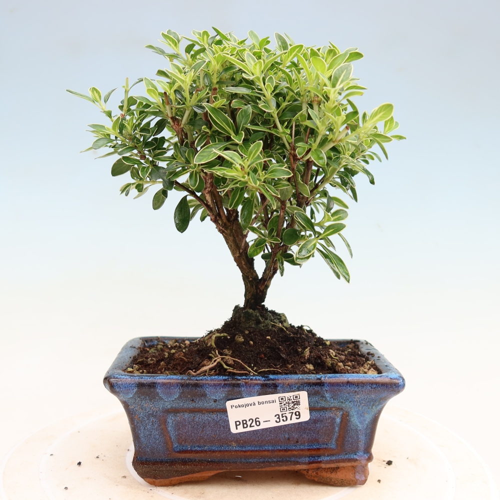Izba bonsai – Serissa foetida Variegata – Strom tisíc hviezd