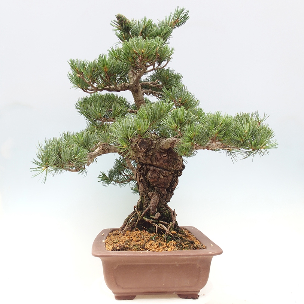 Vonkajšie bonsaje - Pinus parviflora - Pinus parviflora