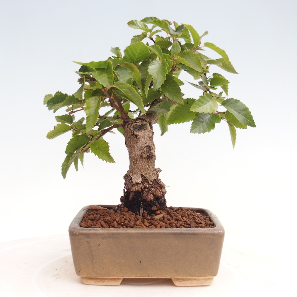 Vonkajší bonsai -Carpinus CARPINOIDES - Hrab kórejský
