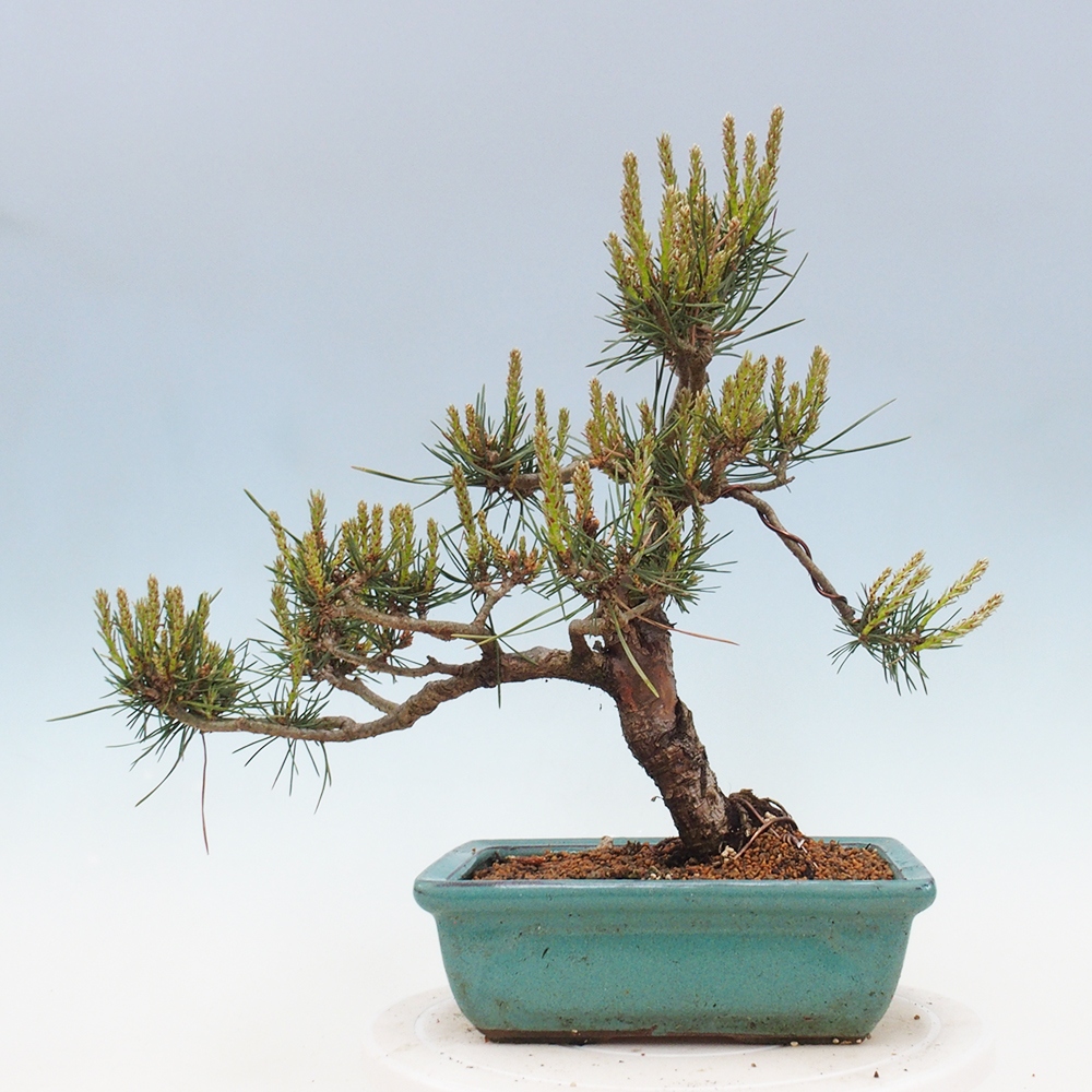 Vonkajšie bonsai - Pinus Sylvestris - Borovica lesná
