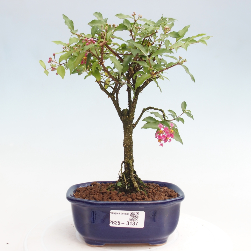 Izbová bonsai - Malpighia coccigera- Barbdorská čerešňa