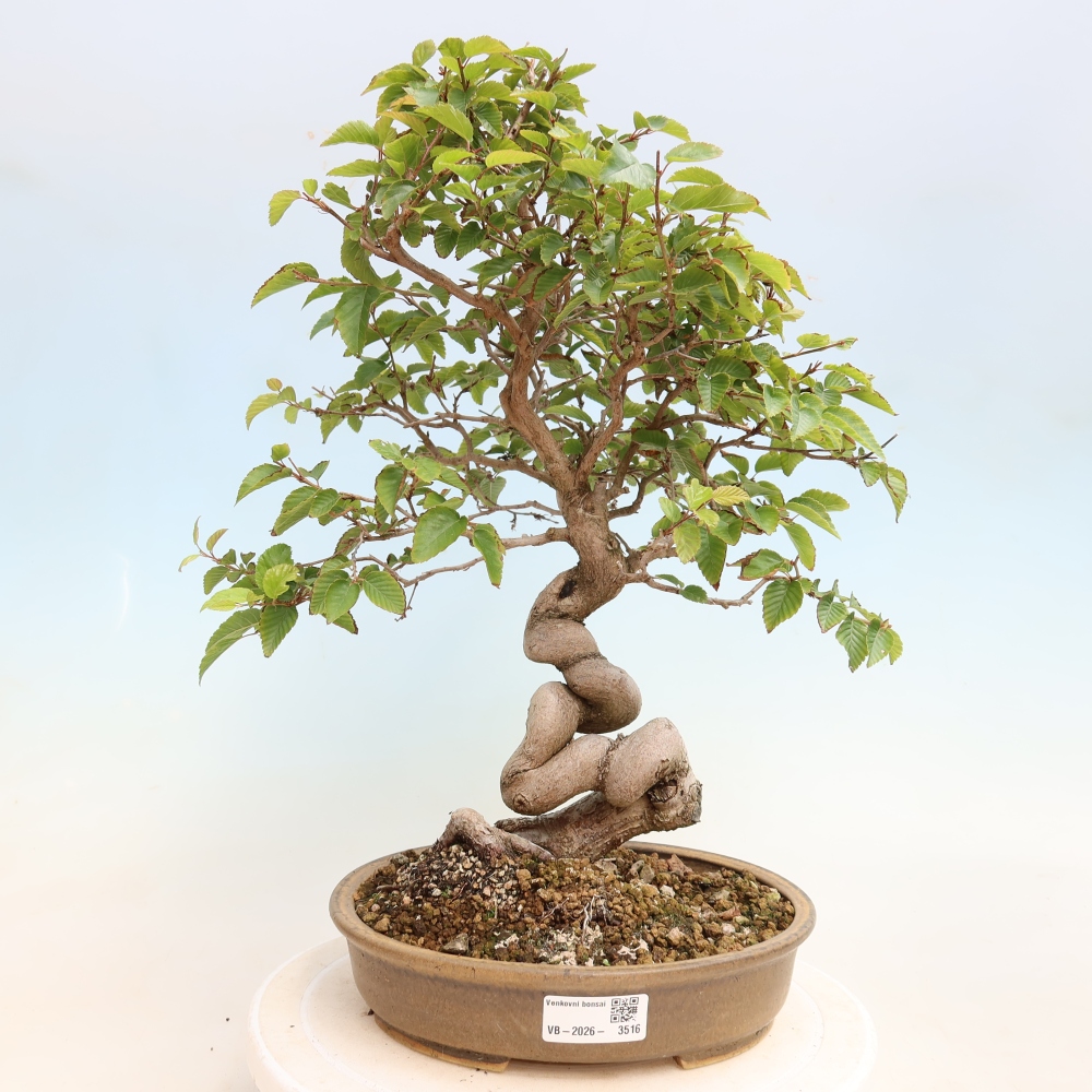 Vonkajšie bonsaje -Carpinus CARPINOIDES - Hrab kórejský