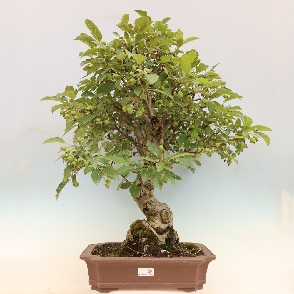 Vonkajší bonsai -Malus halliana - Maloplodá jabloň