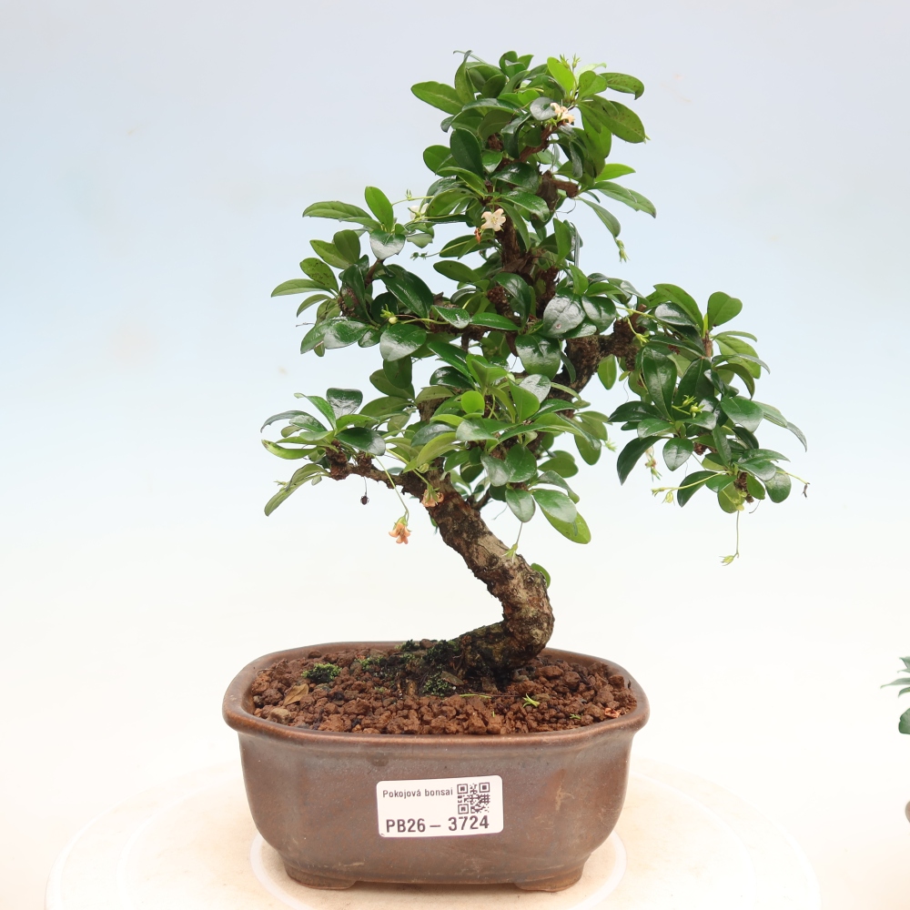 Izbové bonsaje - Carmona macrophylla - Tea fuki
