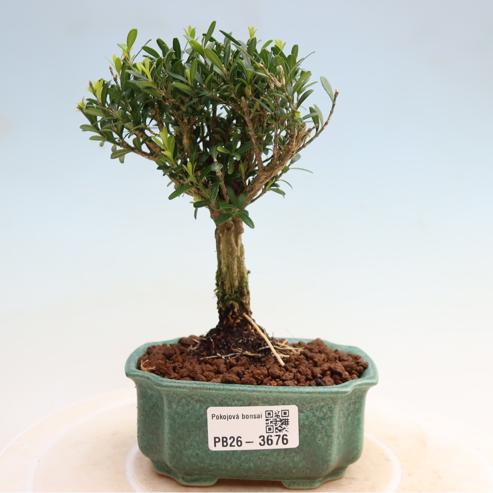 Izbové bonsaje - Buxus harlandii - korkový buxus