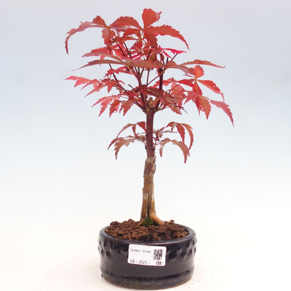 Vonkajší bonsai - Acer palm. Atropurpureum-Javor dlanitolistý