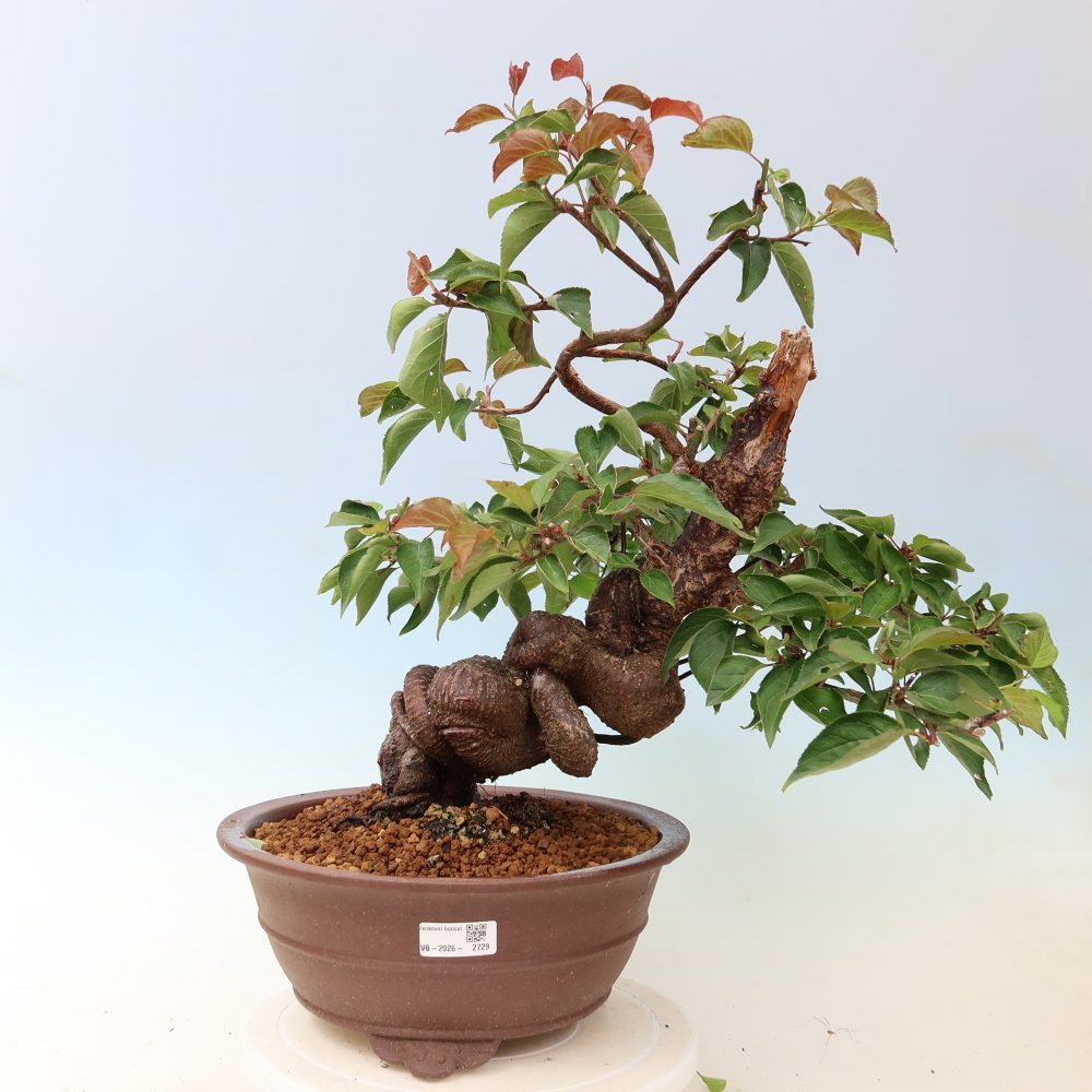 Vonkajšie bonsaje – Japonská marhuľa – Prunus Mume