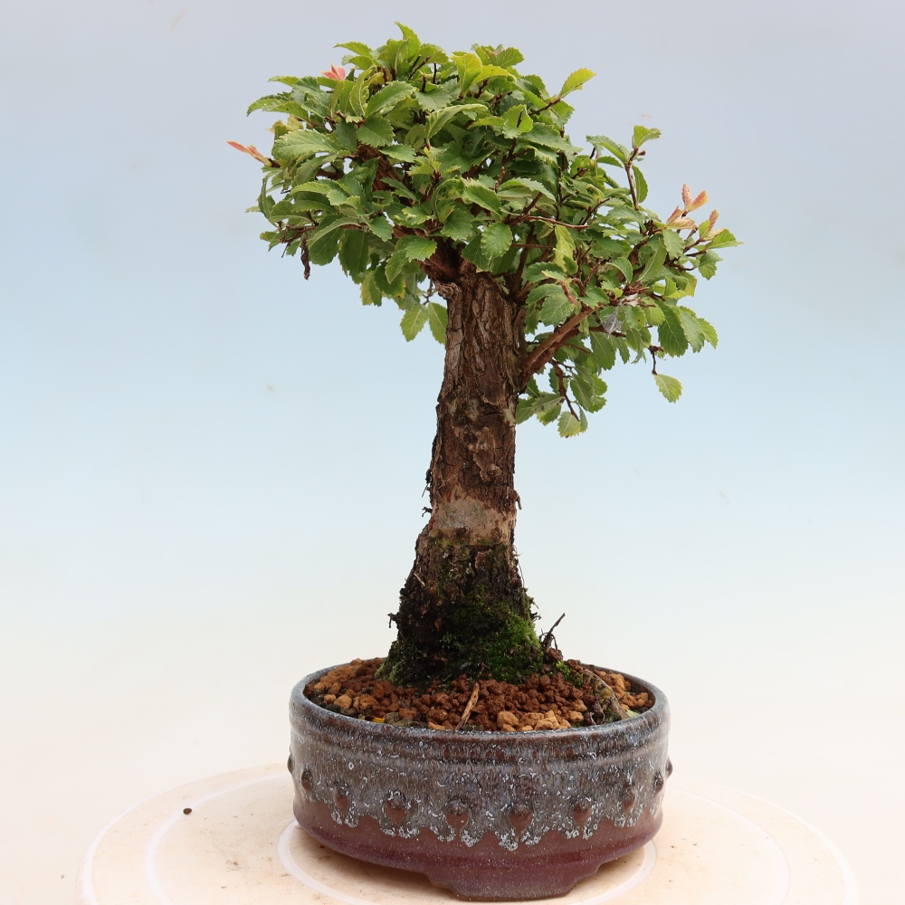 Vonkajšie bonsaje - Zelkova - Zelkova NIRE