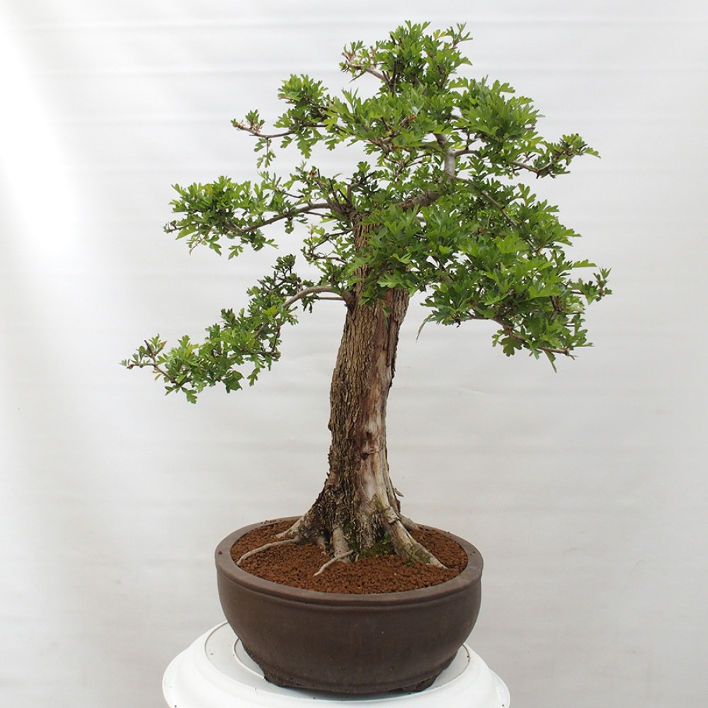 Vonkajší bonsai - Hloh - Crataegus monogyna