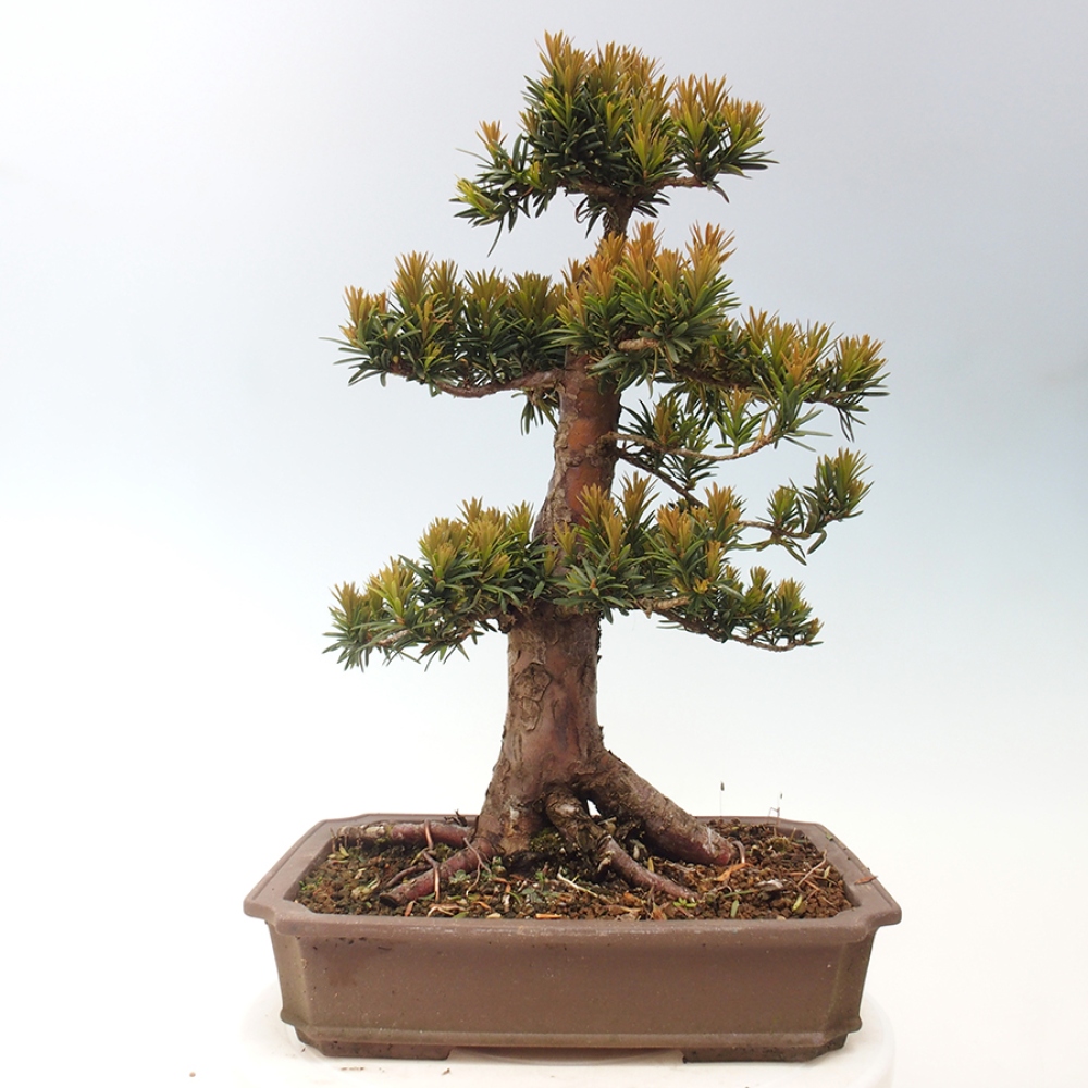 Vonkajší bonsai - Taxus cuspidata - Tis japonský