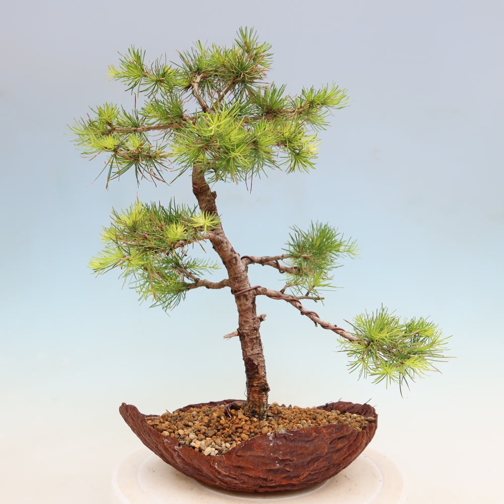 Vonkajšie bonsaje -Larix decidua - Smrekovec