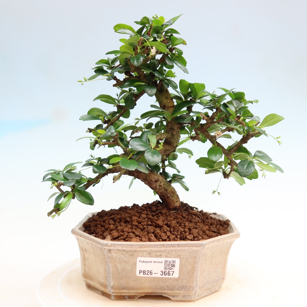 Izbové bonsaje - Carmona macrophylla - Tea fuki