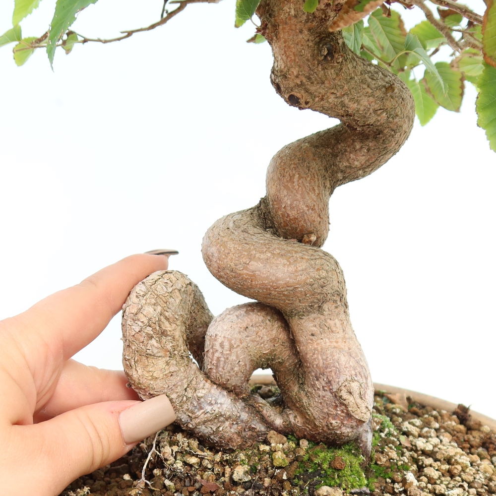 Vonkajšie bonsaje -Carpinus CARPINOIDES - Hrab kórejský