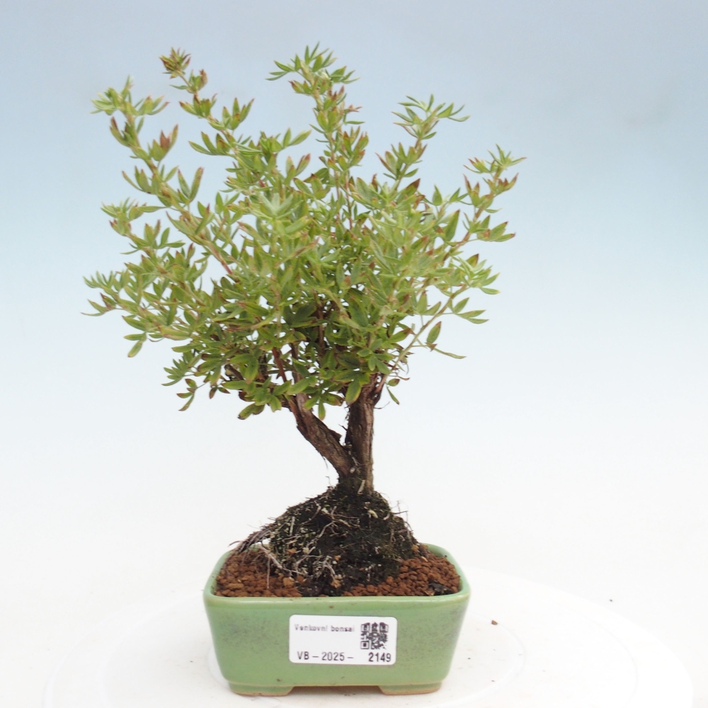 Vonkajšia bonsai-Nátržník krovitá - potentila fruticosa yellow Bird