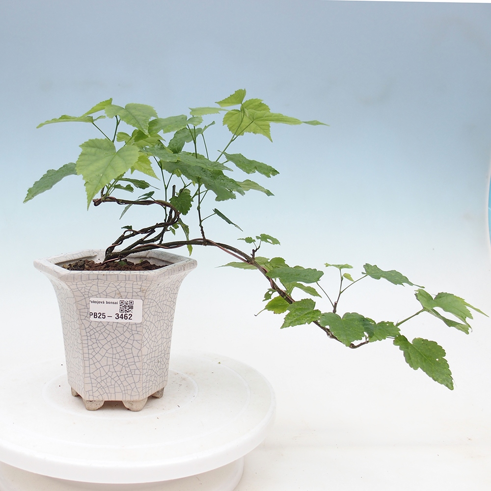 Izbový bonsaj - Abutilon Red Trumpet - Izbová limetka