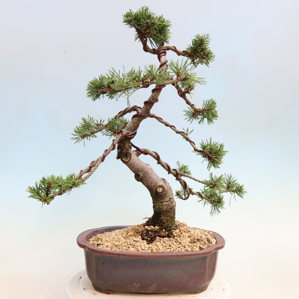 Vonkajšie bonsaje – Pinus mugo Humpy – borovica krivá