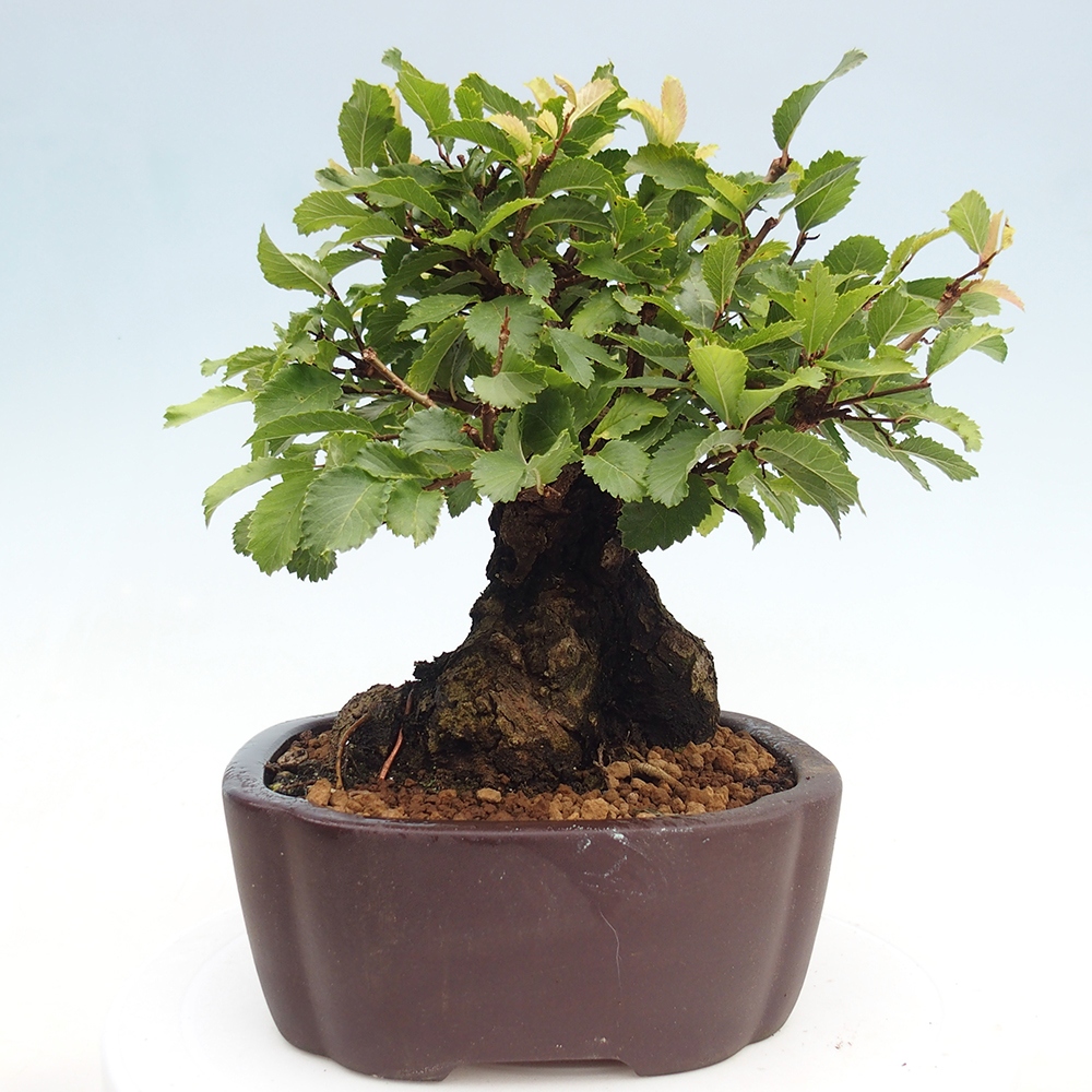 Vonkajšie bonsai - Zelkova - Zelkova serrata