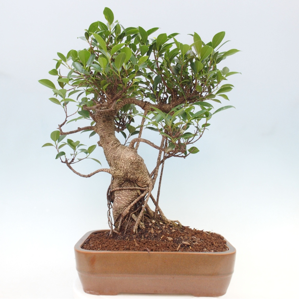 Izbová bonsai - Ficus kimmen - malolistý fikus