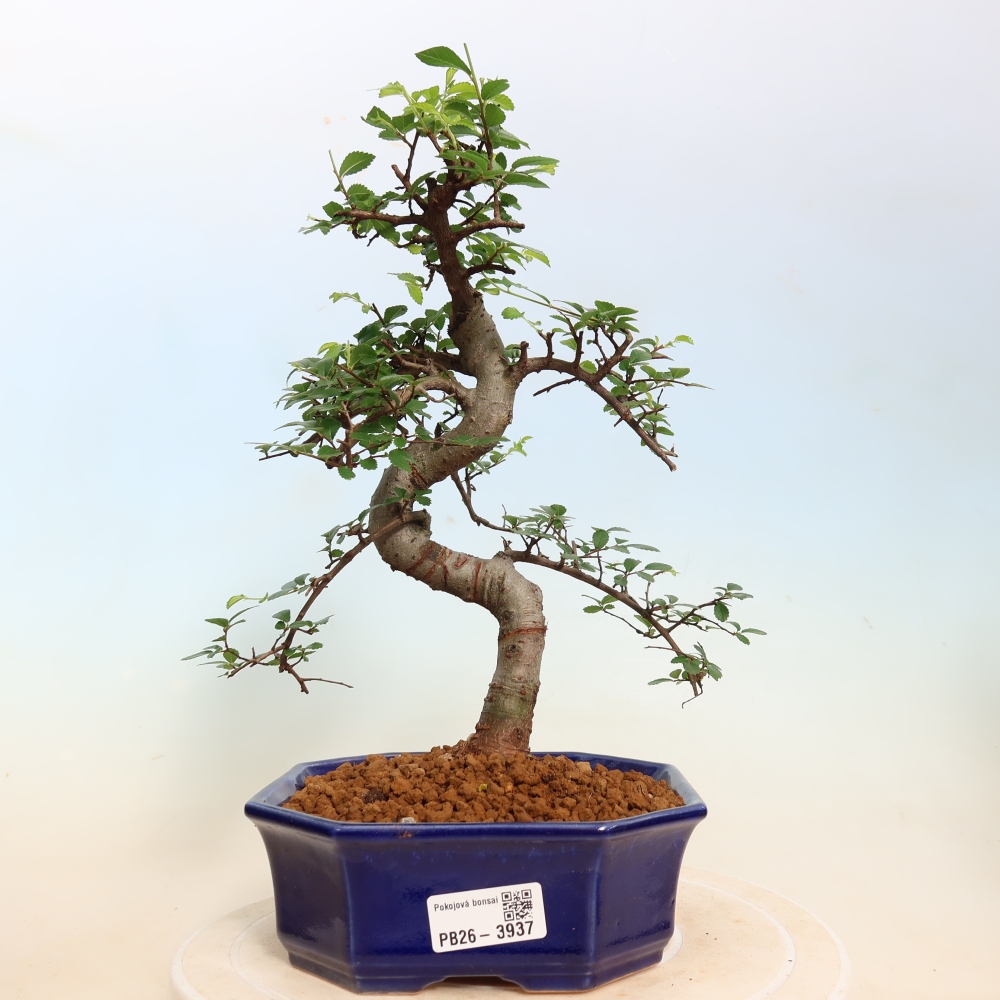 Izbový bonsaj - Ulmus parvifolia - brest malolistý