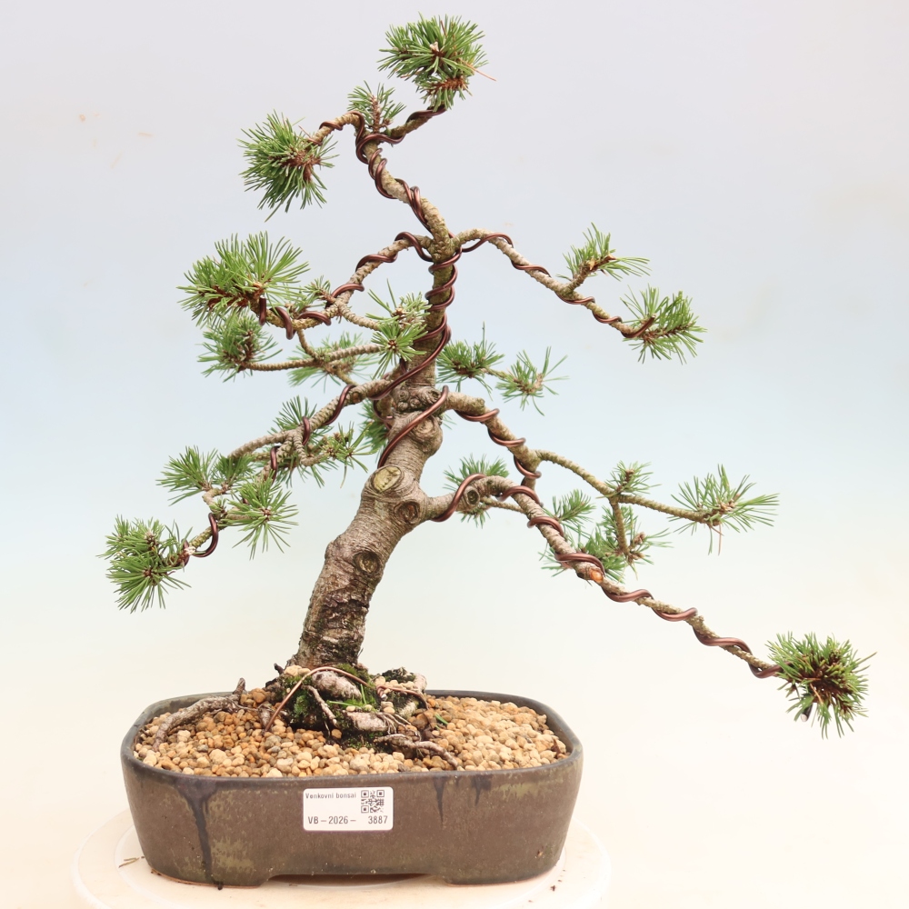Vonkajšie bonsaje – Pinus mugo Humpy – borovica krivá